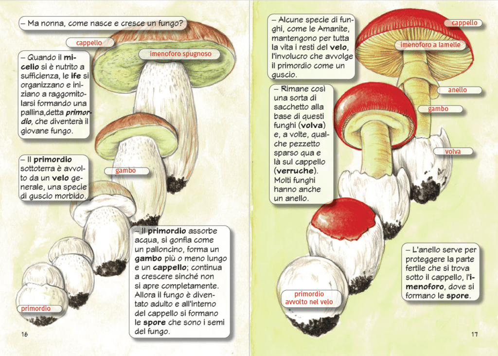 Nonna Flora e l'incredibile Regno dei Funghi di Fabrizio Boccardo, Daniela Visentini e Roberta Mazzoni - Copertina flessibile - immagine 3