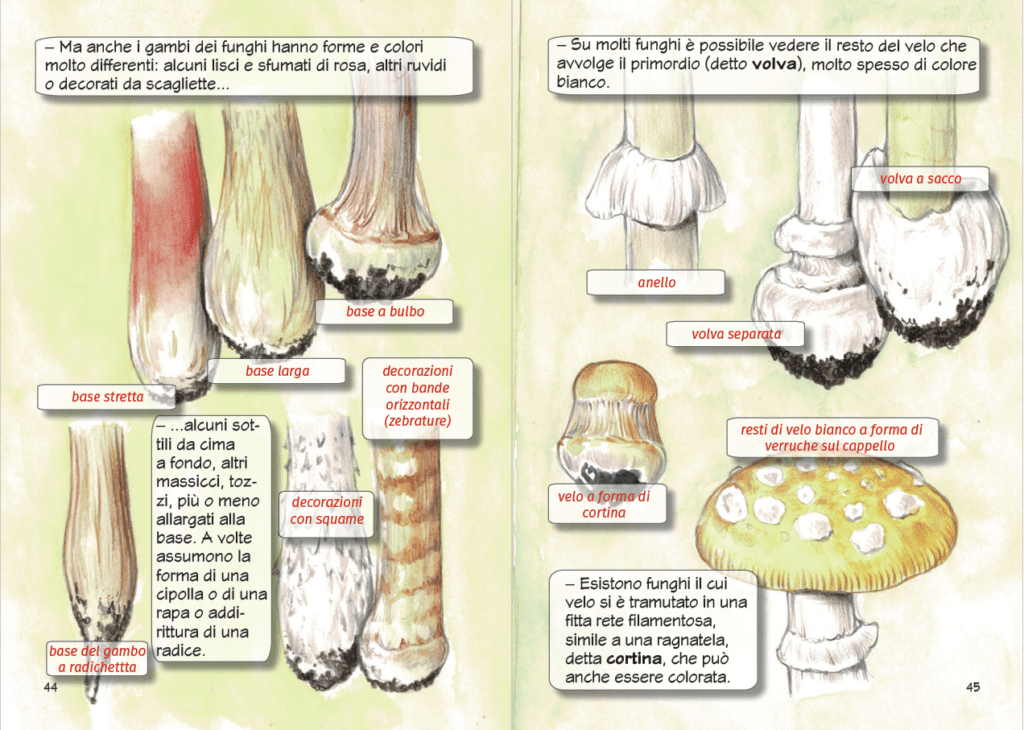 Nonna Flora e l'incredibile Regno dei Funghi di Fabrizio Boccardo, Daniela Visentini e Roberta Mazzoni - Copertina flessibile - immagine 5